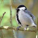Cinereous Tit