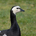 Barnacle Goose #1