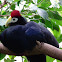 Ross's turaco