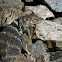 Great Basin Collared Lizard