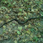 Black rat snake