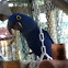 Hyacinth Macaw