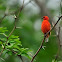 Red fody