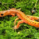 Cave Salamander