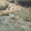 Greenside Darter