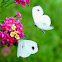 Psyche Butterfly