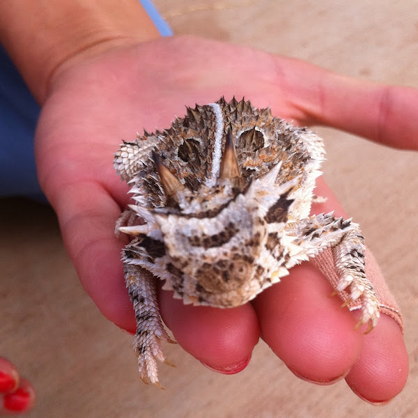 Horned Toad Project Noah