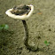 fungus