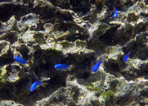 Spotting Image 1