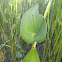 Pickerelweed