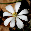 Bloodwort or Bloodroot