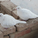 Release Dove or White Dove