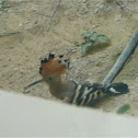 Hoopoe