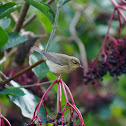 Willow Warbler