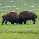 American Bison