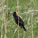 Bobolink