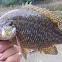 Rock Bass