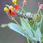 Monarch butterfly caterpillar