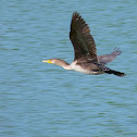 Double-crested Cormorant
