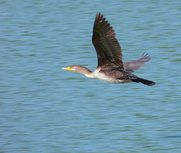 Spotting Image 1