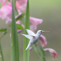 Albino hummingbird