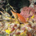 Longnose Hawkfish