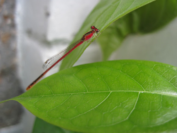 Spotting Image 1