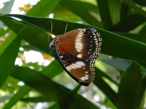 Spotting Image 1