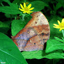 Dark Evening Brown (female)
