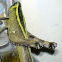 Two-striped Grasshopper