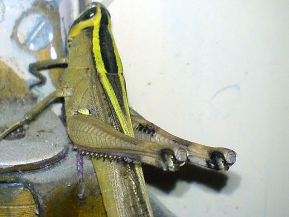 Spotting Image 1