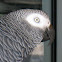 African Grey Parrot