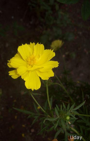 Spotting Image 1