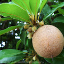 Sapodilla or Chickoo