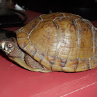 three-toed box turtle