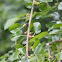 Mulberry