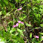 Downy Milkpea plant 