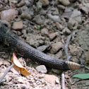 Timber Rattlesnake