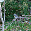 Yellow-rumped Warbler