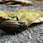 Nocturnal Carabid / Trčak