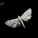 Parapoynx stagnalis
