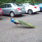 Peacock