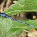 Vivid Dancer (Male)