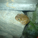 Tree frog