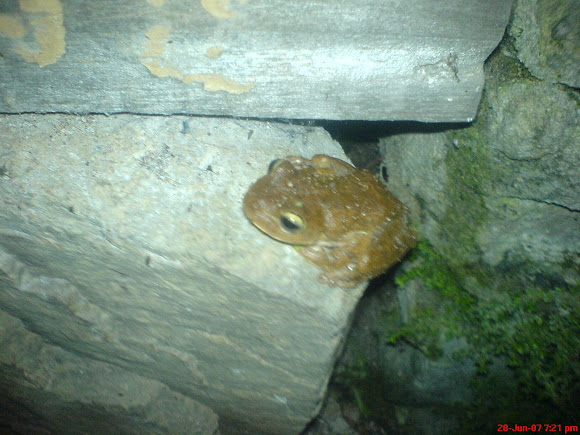 Spotting Image 1
