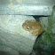 Tree frog