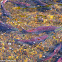 Sockeye Salmon