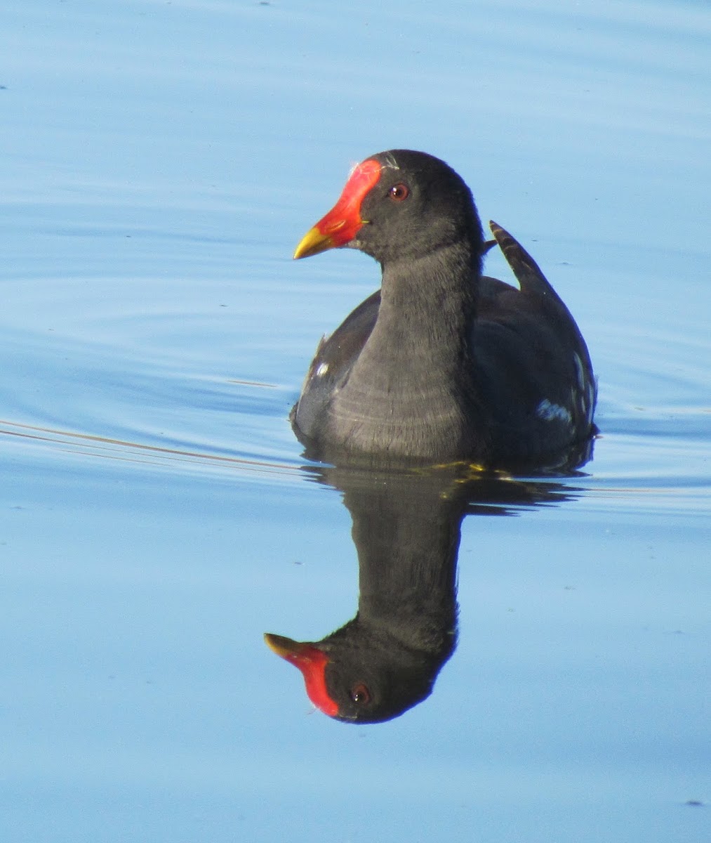 Common Moorhen