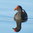 Common Moorhen