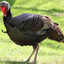 Wild Turkey